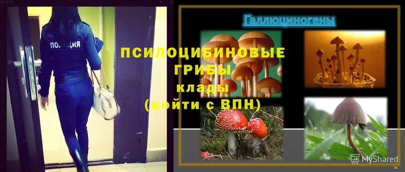 Галлюциногенные грибы MAGIC MUSHROOMS  как найти закладки  Алексин 